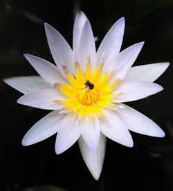 Close-up of insect pollinating flower