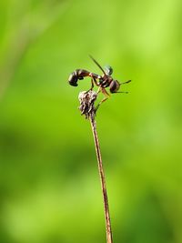 Close-up of insect on plant