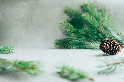 Close-up of pine cone on tree