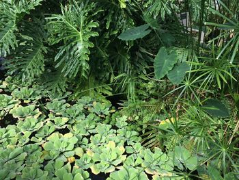 High angle view of plants growing on land