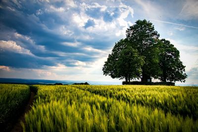 Scenic view of agricultural field against sky