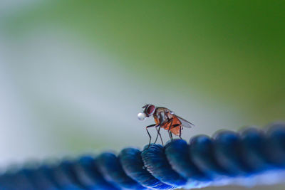 Close-up of fly on flower