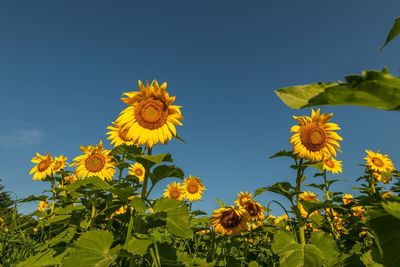 Close-up of yellow flowering plant against clear sky