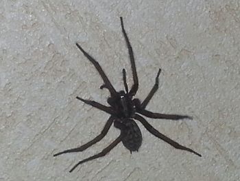 High angle view of spider on sand at beach