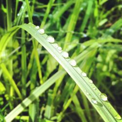 Close-up of grass