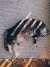 Directly above shot of cat sleeping on carpet at home