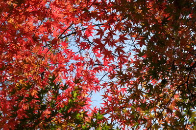 Low angle view of autumnal trees