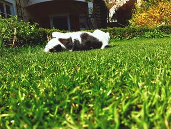 Sheep on grass