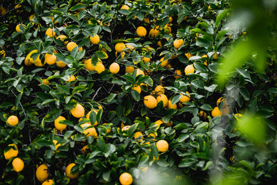 Lemons growing on tree