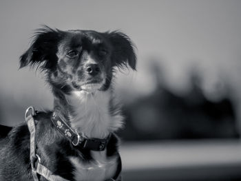 Close-up portrait of dog