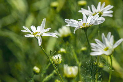 Close-up of white flowering plant