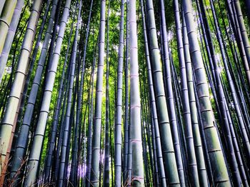 Full frame shot of bamboo forest