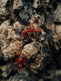 Close-up of dry leaves on tree trunk