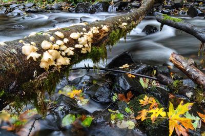 Stream flowing through rocks