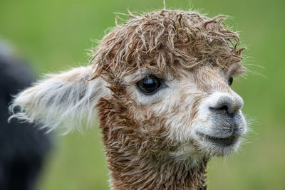 Close-up portrait headshot of an alpaca, lama pacos a species of south american camelid.