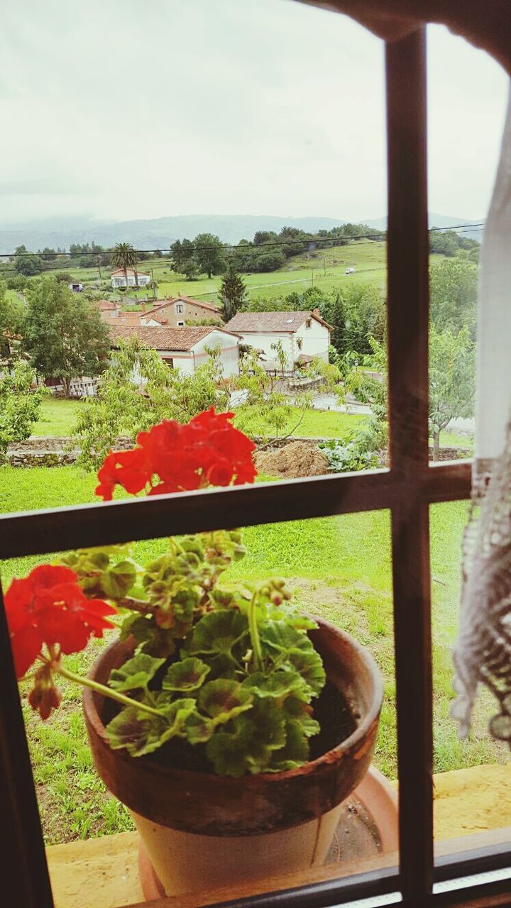 VIEW OF FLOWERS GROWING ON RAILING