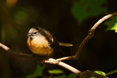 New zealand fantail bird in light forest.