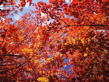 Low angle view of maple tree