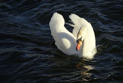 Close-up of swan swimming on lake