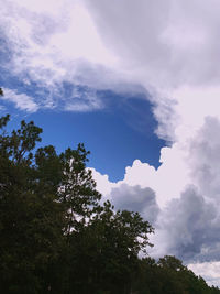 Low angle view of trees against sky