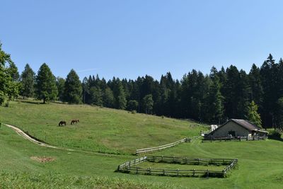 Scenic view of field against clear sky