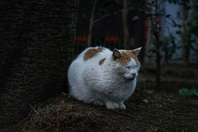 Close-up of cat sitting on field