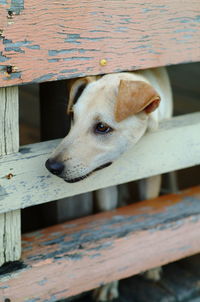 Close-up of dog looking away