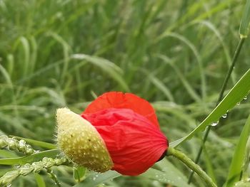 Close-up of red hibiscus blooming outdoors