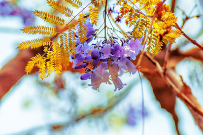 Close-up of purple flowering plant