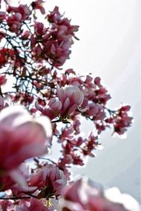 Low angle view of pink flowers blooming on tree