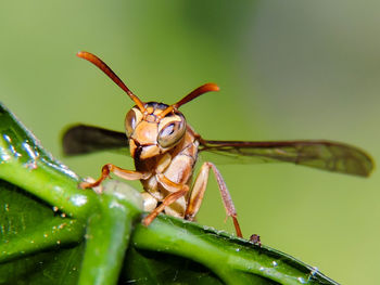 Close-up of insect on leaf