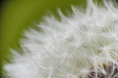 Close-up of white dandelion flower