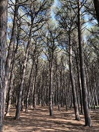 Pine trees in forest