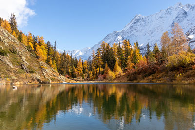 Autumn golden larch forest landscape reflected in little lake or pond. idyllic fall scenery