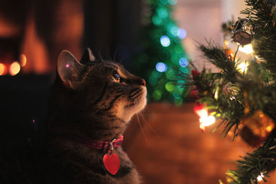 Close-up of black dog on christmas tree