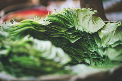 Close-up of green leaves in market