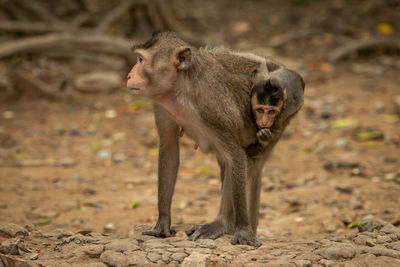 Long-tailed macaque carries baby on sandy rocks