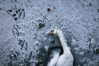 High angle view of fish in snow