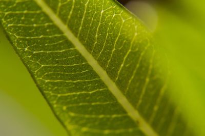 Macro shot of leaf