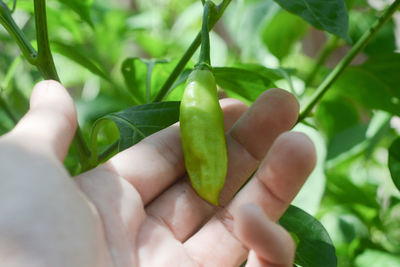 Close-up of hand holding leaves