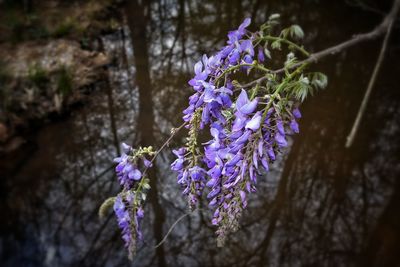 Close-up of wisteria flowers blooming outdoors