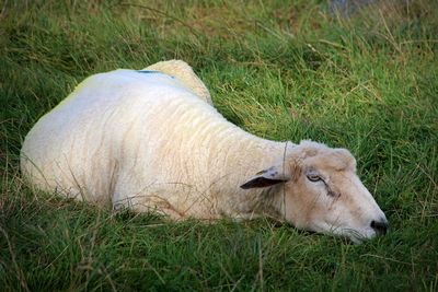 View of a sheep on field