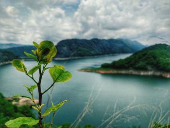 Close-up of plant by lake against sky