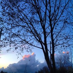 Low angle view of bare trees against sky
