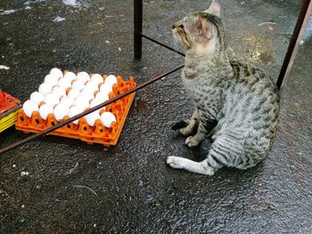 High angle view of cat by egg crate on wet road