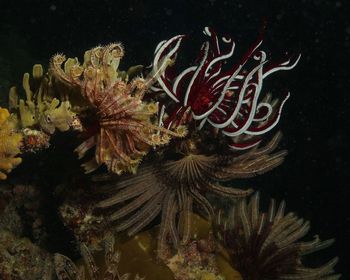 Close-up of coral in sea