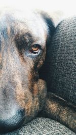 Extreme close up of dog