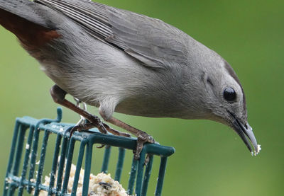 Feeding on suet