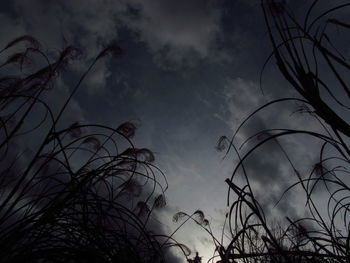 Low angle view of silhouette bare tree against sky