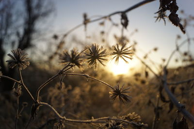 Close-up of flowers against sky